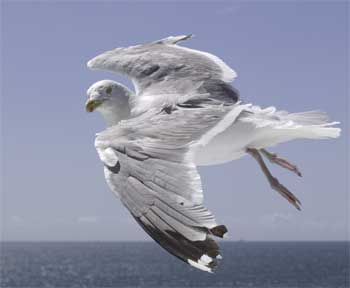 Seagull following the ferry