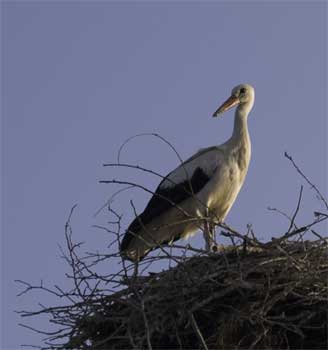 Stork in nest