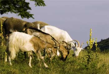 Three goats at Ganna