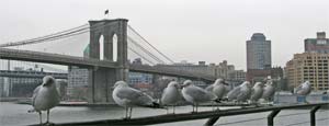 Brooklyn Bridge
