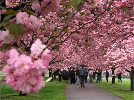 cherry blossom esplanade