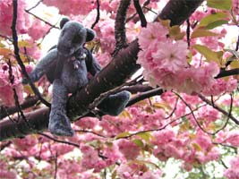 cherry tree climbing