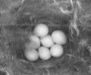 Nestbox picture with seven eggs visible